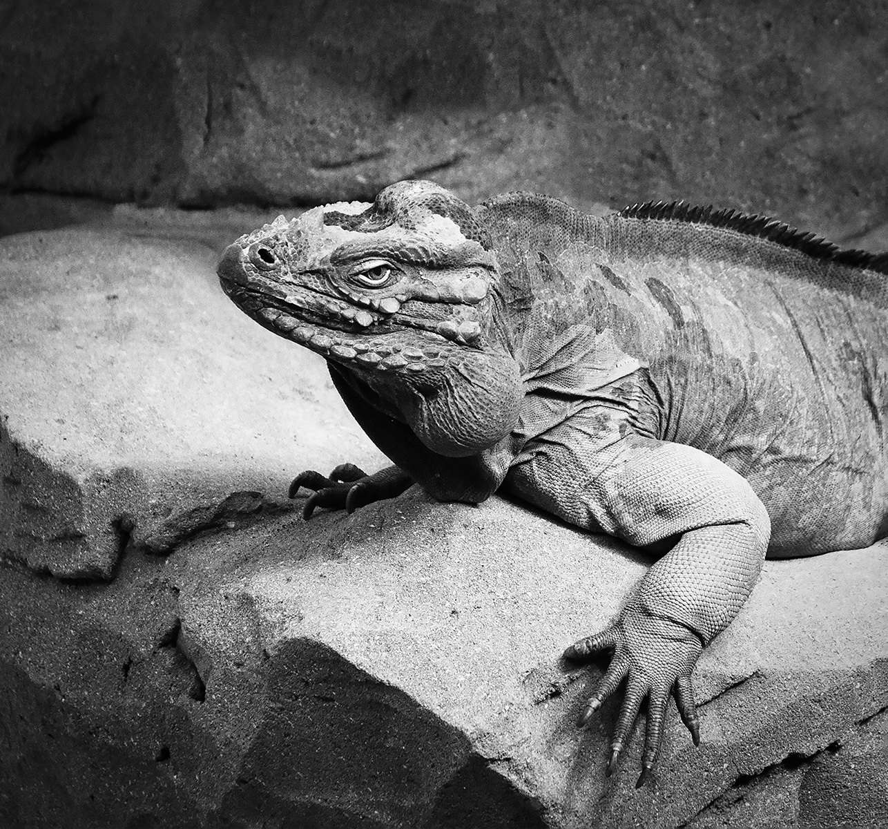 Iguana - John Laverock